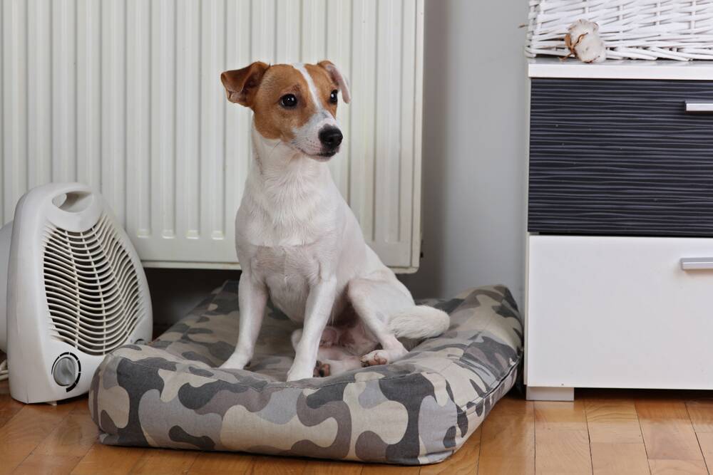 A survey found 11 per cent of Aussies leave the heating on for their pets while out for the day.