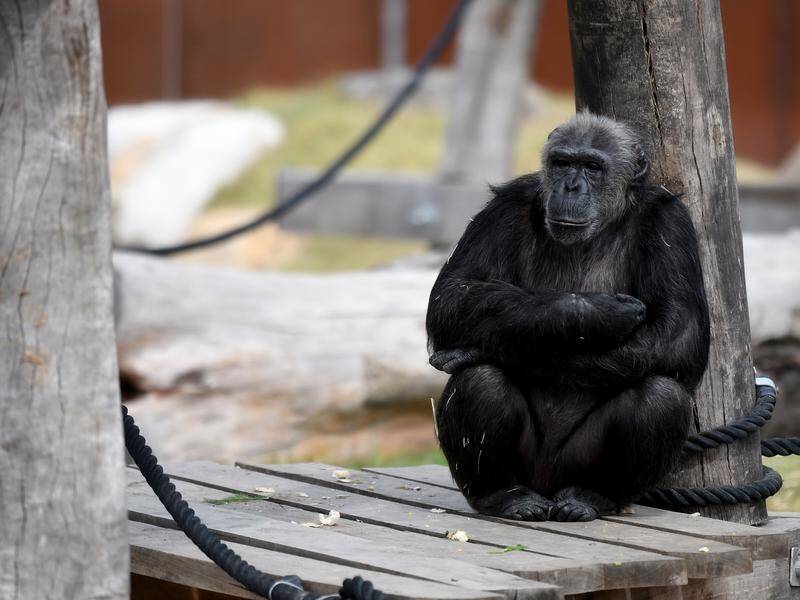 A chimpanzee is seen in its enclosure during the official opening of the new Sydney Zoo in NSW.