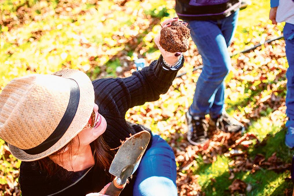 GOTCHA, YOU?LITTLE?GEM? - ?The Truffle Kerfuffle  is your chance to get your hands on the edible fungi. The WA  industry is based on the French black  truffle, grown in association with oak and hazelnut trees. Production usually begins five to seven years after  planting.