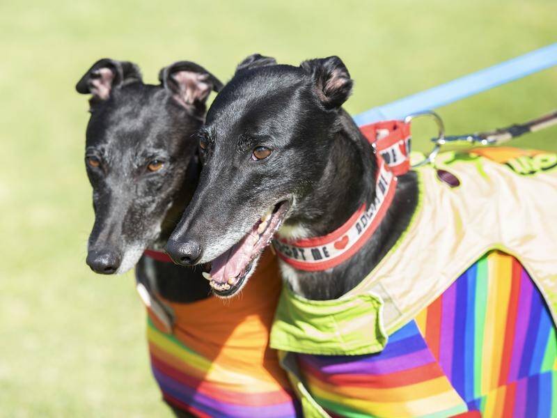 Three Victorian greyhound trainers have been suspended, reportedly for using possums to bait dogs.