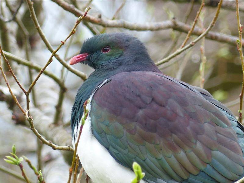 New Zealanders wonder if the kereru will win Bird of the Year for a second straight year.