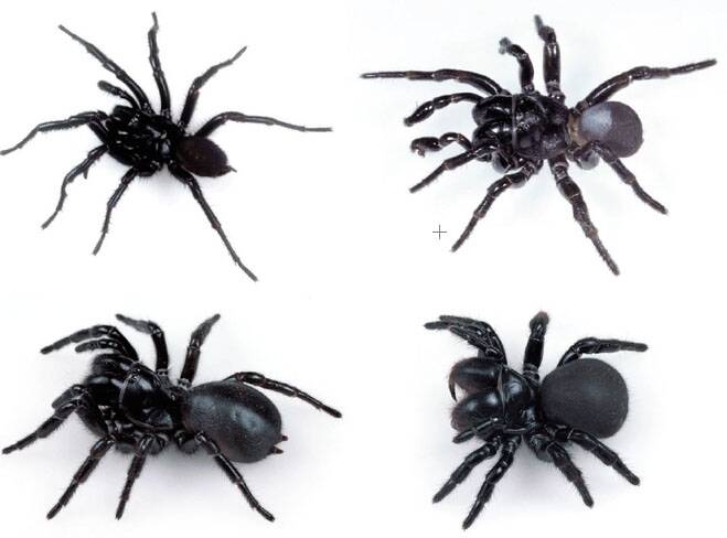 All these spiders are potentially dangerous, but only two are funnel-web spiders. Clockwise from top left: male Sydney funnel-web spider (Atrax robustus); male mouse spider (Missulena bradleyi); female mouse spider (Missulena spp), and female Blue Mountains funnel-web spider (Hadronyche versuta). Photos from the Australian Museum.