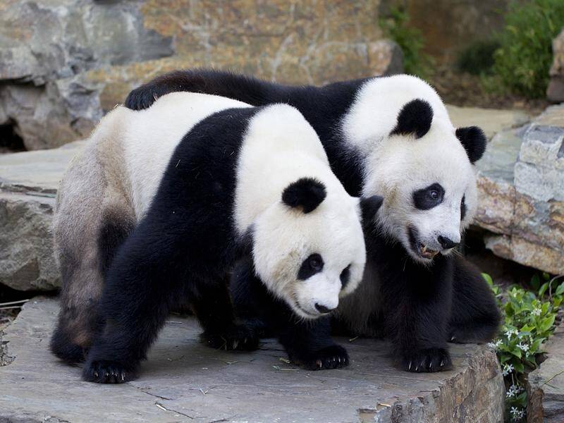 Giant Pandas Wang Wang and female Fu Ni will be staying at Adelaide Zoo.