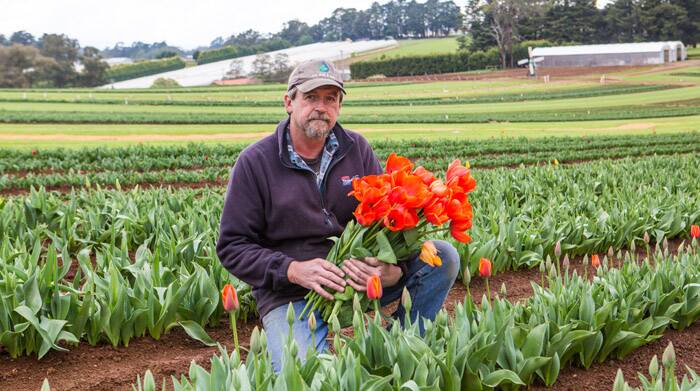 TIPTOE THROUGH THE TULIPS –  Tesselaar farm manager Laurie Hampton is excited about this year's annual festival.