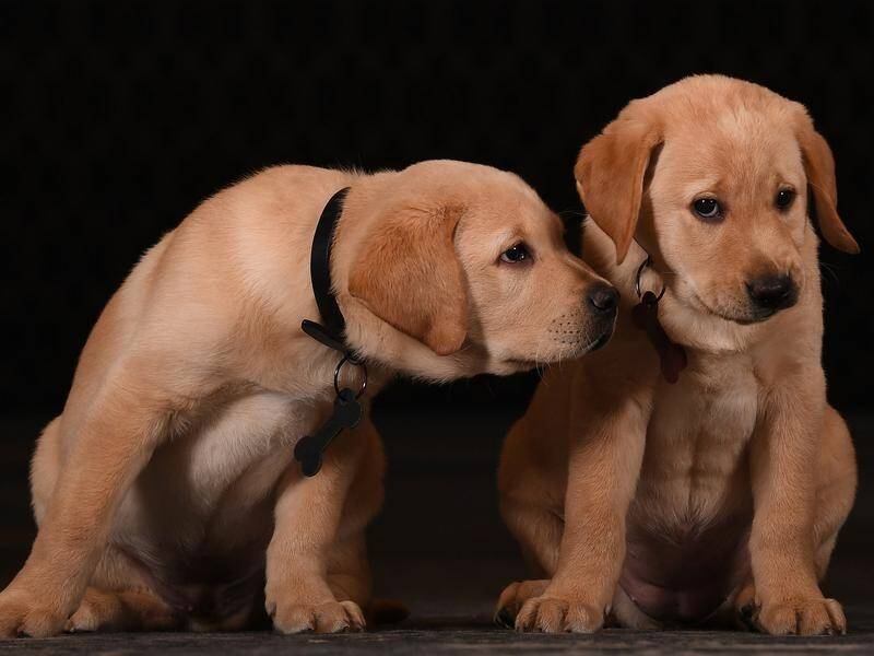 Labrador puppies Louis and Lucy were among the dozens graduating to guide-dogs in Melbourne.