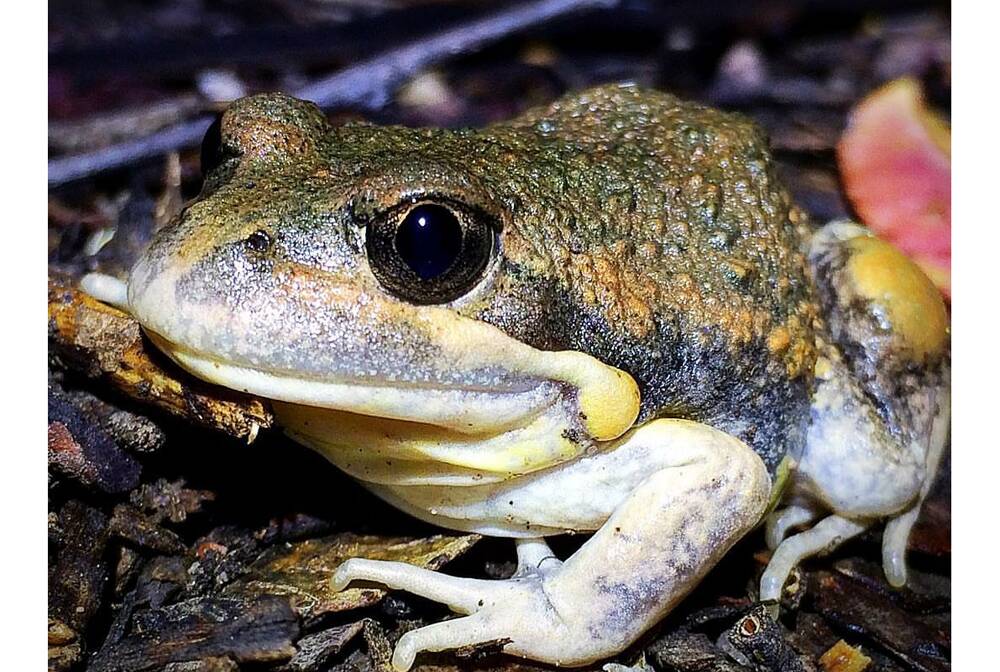 The Australian Museum has released a new smartphone app, FrogID, that can identify frogs by their chirps, barks and croaks. Photo: James Garnham