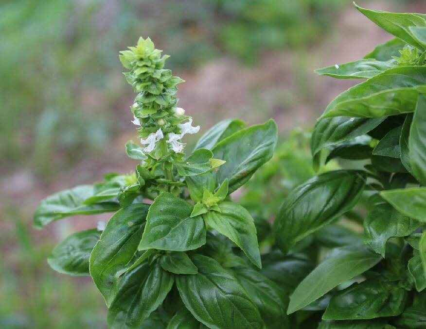 Planting herbs such as basil can help keep pests away.