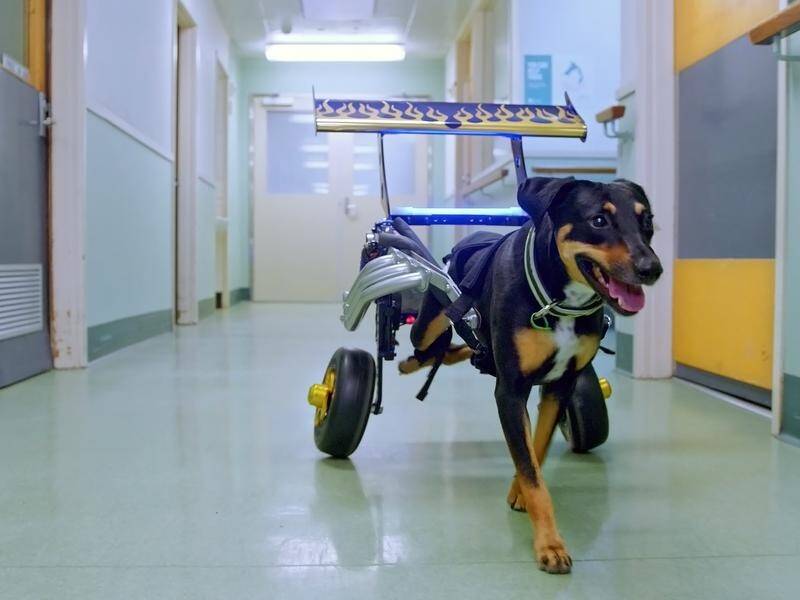 Dennis McCarthy, a designer of hot rod cars, has made a wheelchair for a Victorian dog named Lady.
