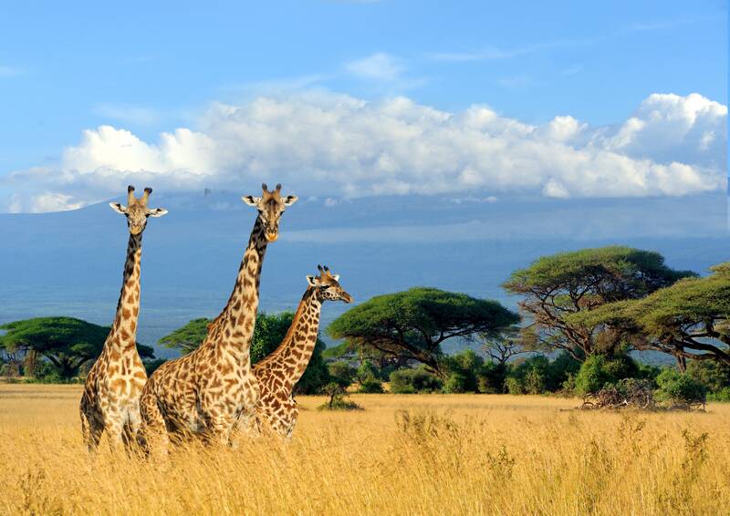 Enjoy a safari adventure stop as art of this world class cruise from Singapore to Cape Town