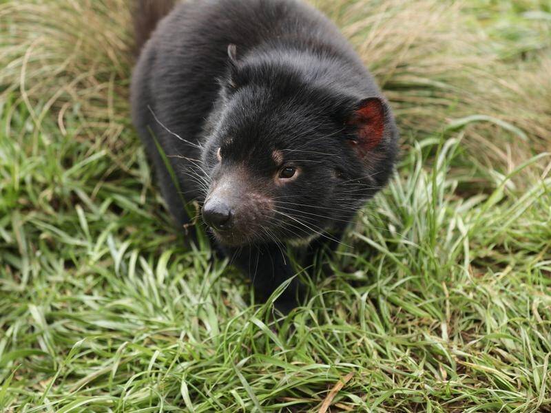 Tasmanian devils are being bred in a NSW wildlife sanctuary, where they are now thriving.