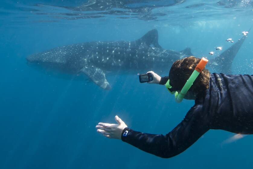 Swim with giants of the sea. Photo: Sean Scott Photography