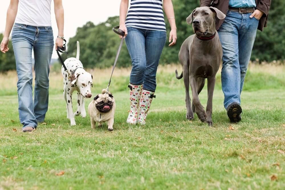 PAWS FOR THOUGHT - Walking the dog can make you happy.