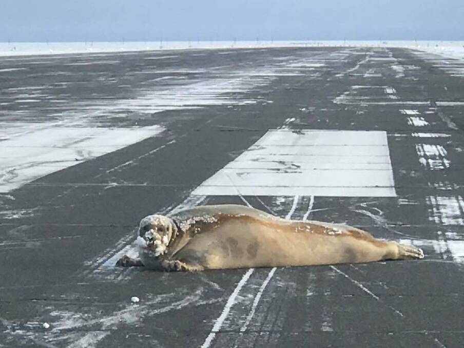 Fate sealed: This seal's doze was about to end.