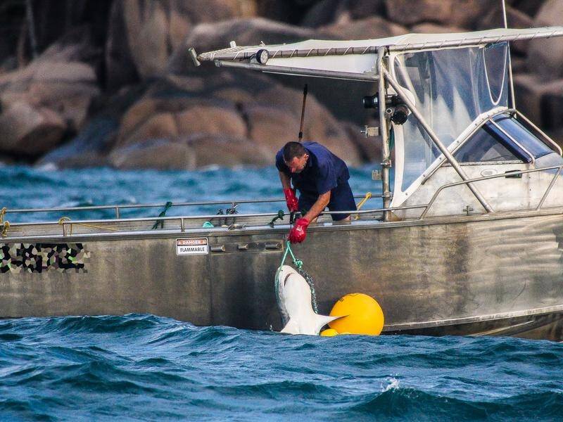 The Queensland government is battling to maintain its controversial shark culling program.