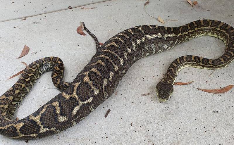 A python was found in a Queensland backyard with a cat in its belly - the cat has been rescued.