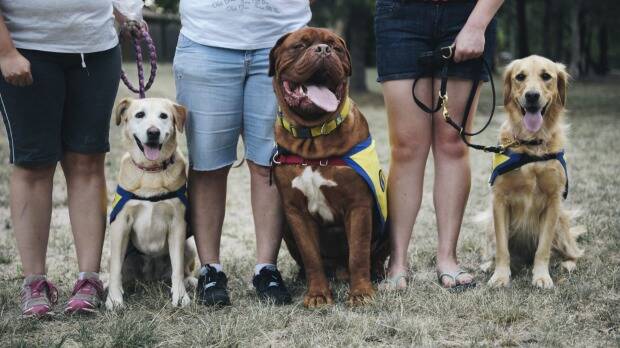 MindDogs Delilah, Doogle and Molly with their owners. The service dogs help their owners with managing their mental illness. Photo: Rohan Thomson