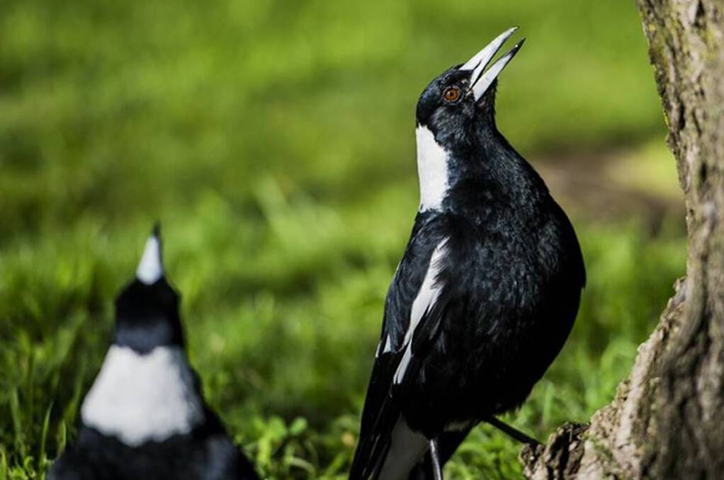 Magpies are very protective of their young.