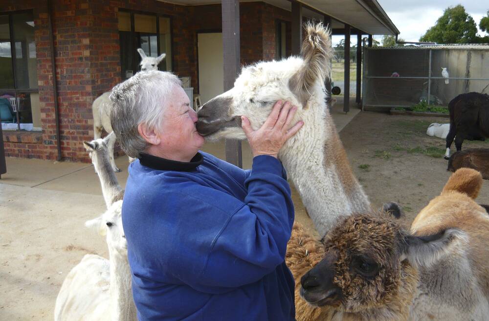 PUCKER UP, SUNSHINE – Love is all around whenever visitors meet the llamas at Alpaca Magic.
