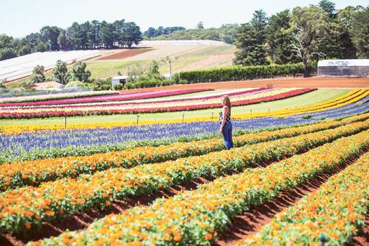 BUSINESS IS KA-BLOOMING – The Tesselaar Flower Farm will be open to the public for a new festival this month.