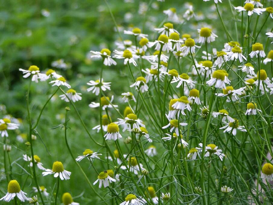 Chamomile tea has calming and sedative effect which slows memory and attention speed.