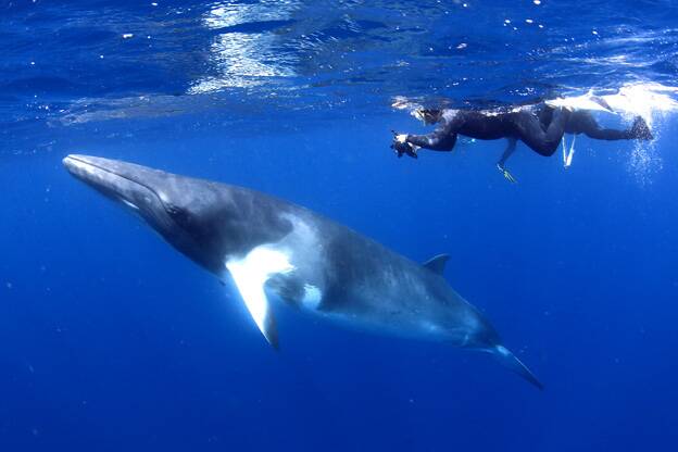 Here's the opportunity of a lifetime to swim with minke whales.