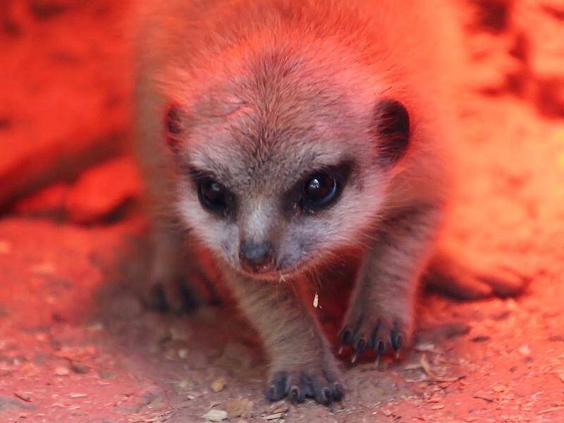 Perth Zoo's newest meerkitten has vanished after taking its first steps outside the nest box.