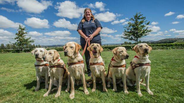 Karen Hayter, puppy development manager with new graduates (from left) Orlando, Page, Nick, Nicci, Ollie and Olive.  Photo: Karleen Minney