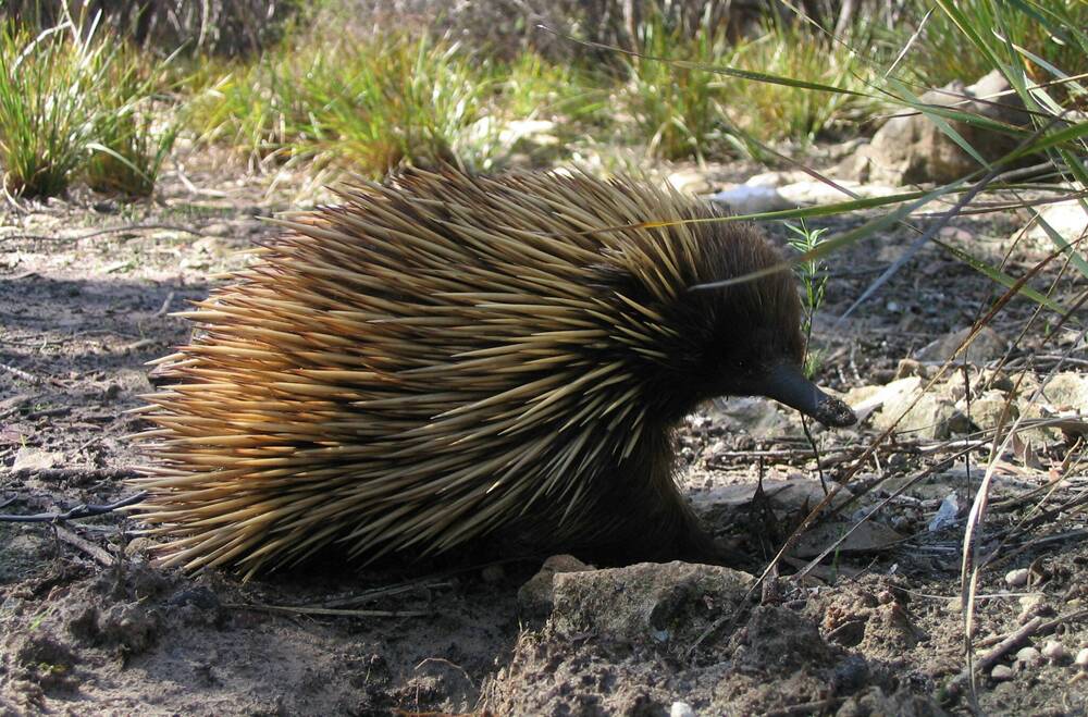 CITIZEN SCIENTISTS NEEDED - Help researchers learn more about our iconic echidnas.