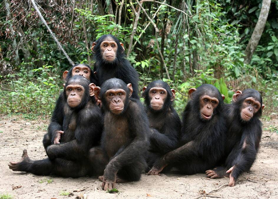 A new study will look at the gut bacteria of chimpanzees. Photo: The Jane Goodall Institute.