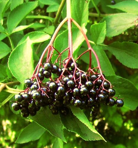 Elderberry supplements can provide relief to air travellers.