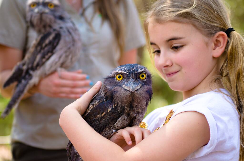 GIVE A HOOT - Get the grandchildren up close and personal with some feathered friends at the Australian Reptile Park this holidays.