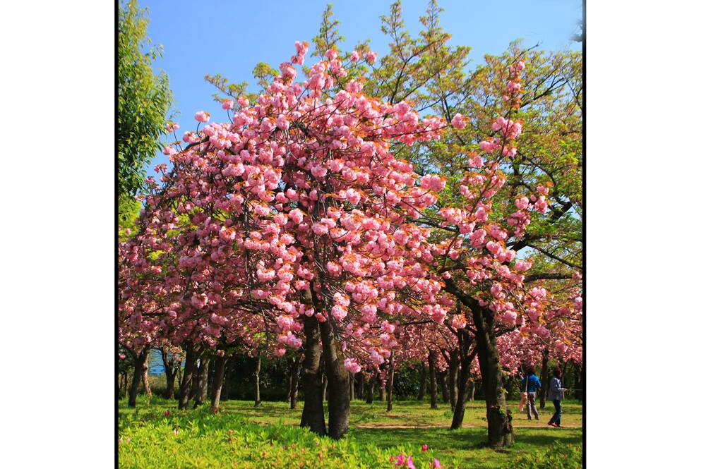 MY CHERRY AMOUR – Cherry blossoms. Photo: Paul Lucas
