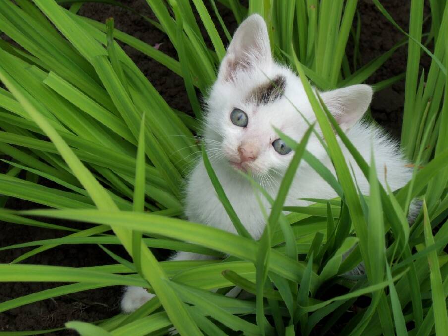 Protect pets from garden poisons