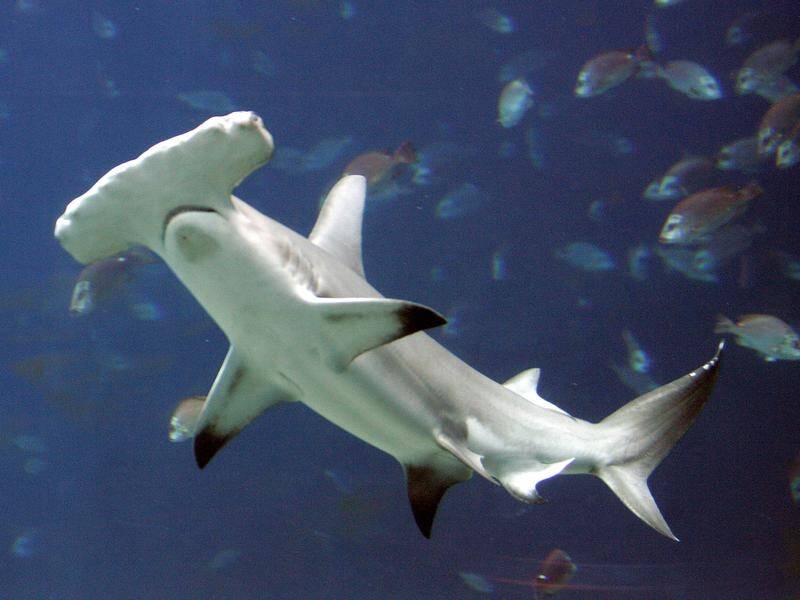 A QLD company is wary of sending any more hammerhead sharks to a French aquarium where 30 have died.
