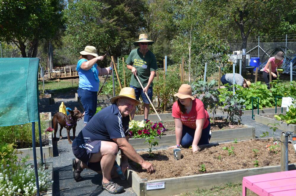 GRASS IS GREENER – The Bateau Bay Community Garden has been  transformed from an empty plot to a lush green space since officially  opening last October. Photo: Rowan Cowley