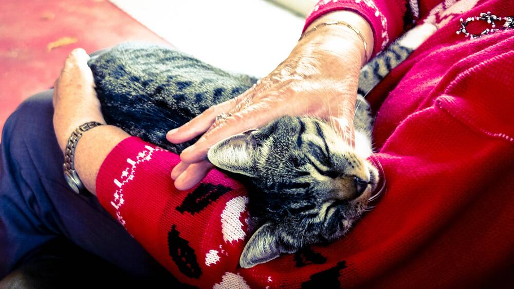 OLD CAT NEW DIGS – Older felines can make great pets for older people.