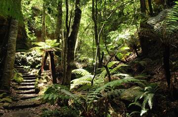 COOL WORLD – Follow the footsteps of pioneers on the restored Grand Canyon Track near Blackheath, which has been trodden by Blue Mountains visitors for a century. Photo: R. Garthwin, NPWS.