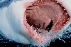 Sharks' teeth could provide important clues to what bacteria are resistant to what antibiotics. (AP PHOTO)