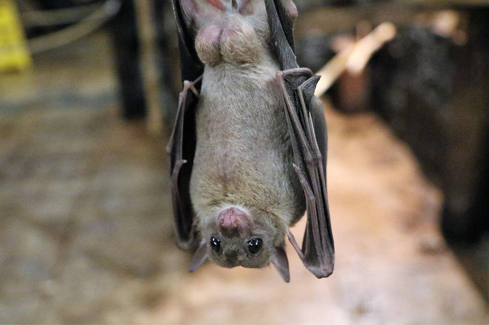 HEALTH WARNING - Public wanred not to handle bats after a Victorian man is bitten by an animal carrying the deadly lyssavirus.