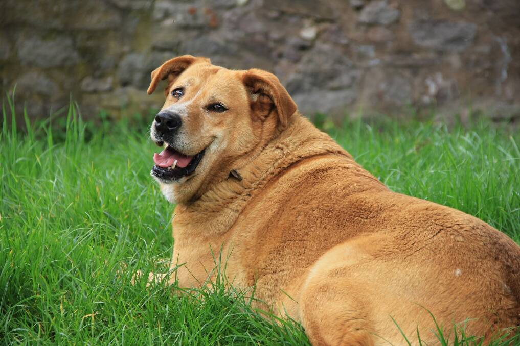 Extra weight can cause serious problems for your dog.