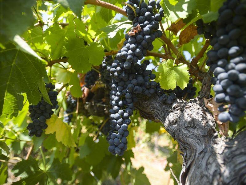 Some grape growers have waited months to be paid after delivering grapes to a winery, the ACCC says.