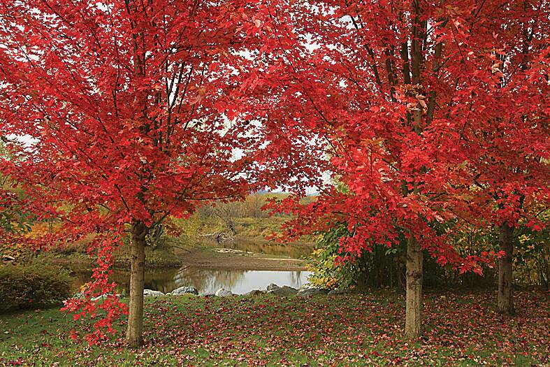 VIVID – Red maples in their splendour. Photo: Paul Lucas
