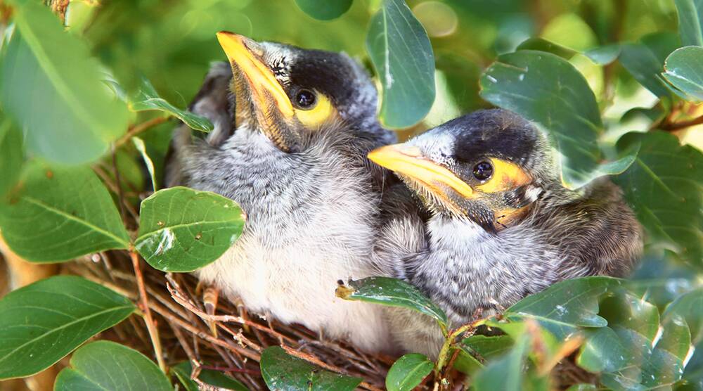 WHERE'S OUR?GRUB??- Noisy miner chicks. This native species is one of our bossier birds. Photo: Paul Lucas