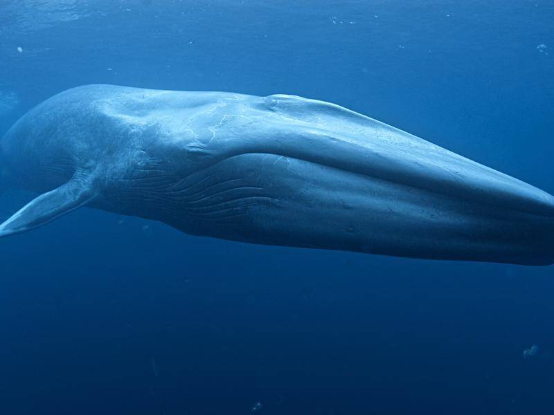 Scientists in the US have managed to track the heartbeat of a blue whale for the first time.