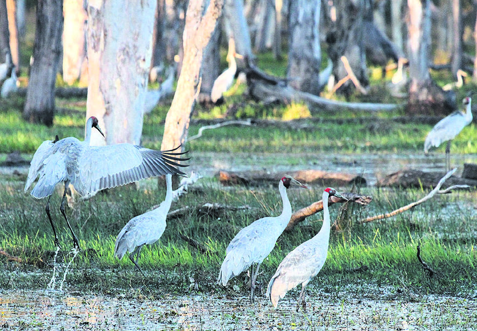 WHAT A SHOW – During its dance, the brolga will occasionally stop, throw back its head and trumpet wildly.