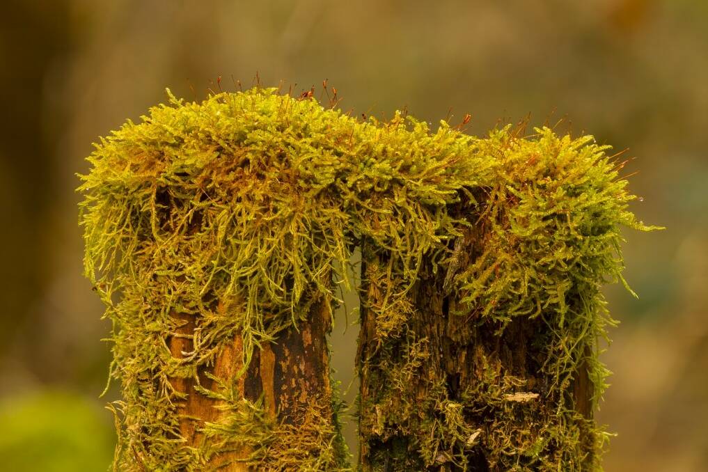 Researchers say moss could be good for gut health.
