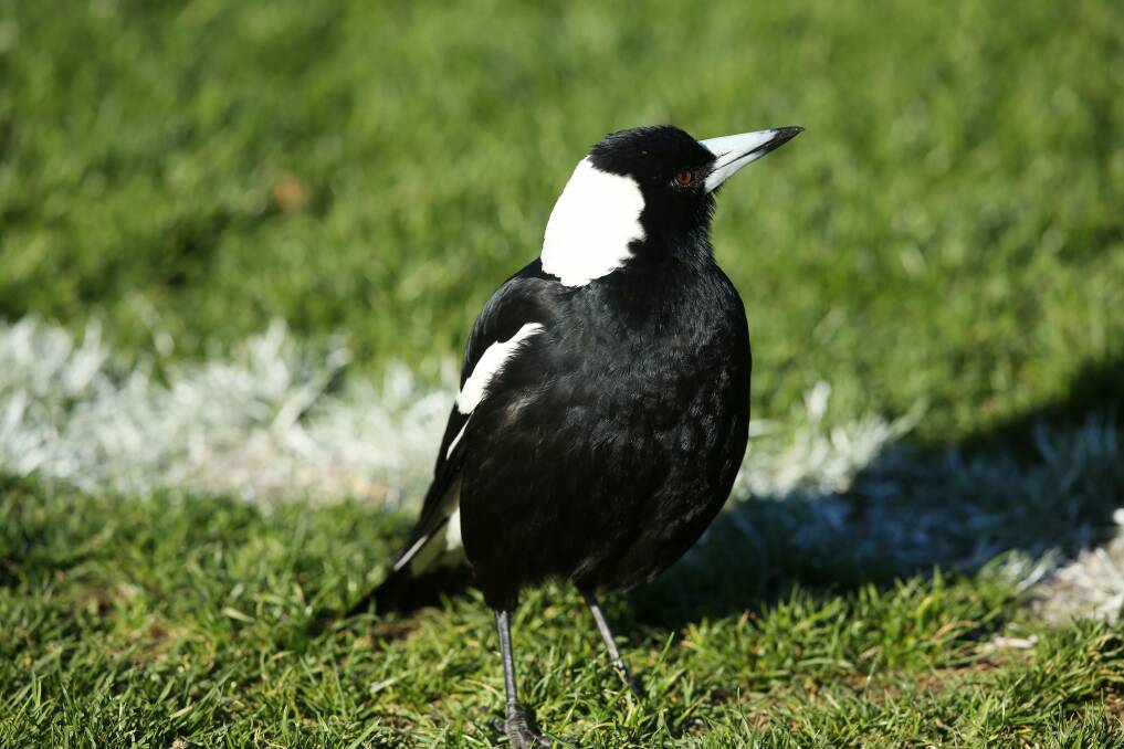 A study has shown magpies appear smarter when they live in larger groups. Photo: Max Mason-Hubers.