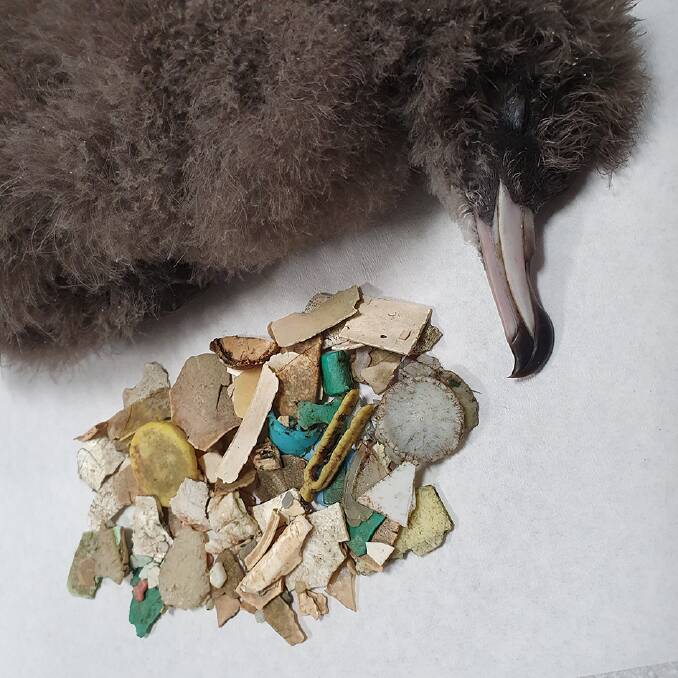 A bird found by Dr Lavers and her team and the plastic found inside it. Picture: Silke Stuckenbrock/Supplied