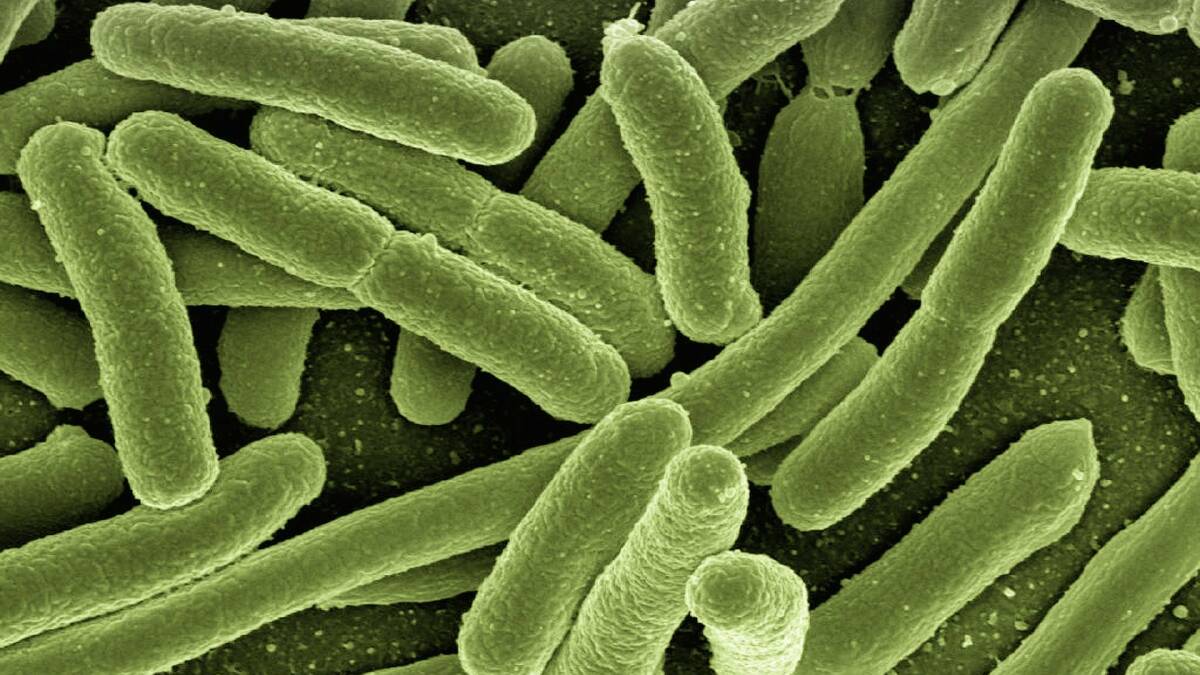 Australians ignorant about antibiotics say researchers