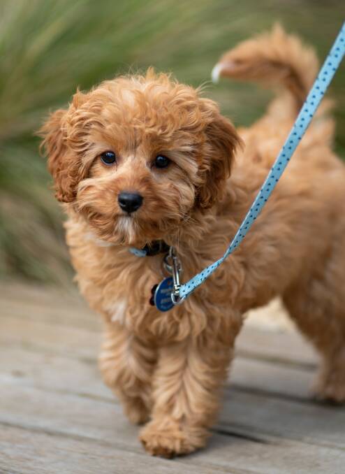 Most popular dog search was the Cavoodle,